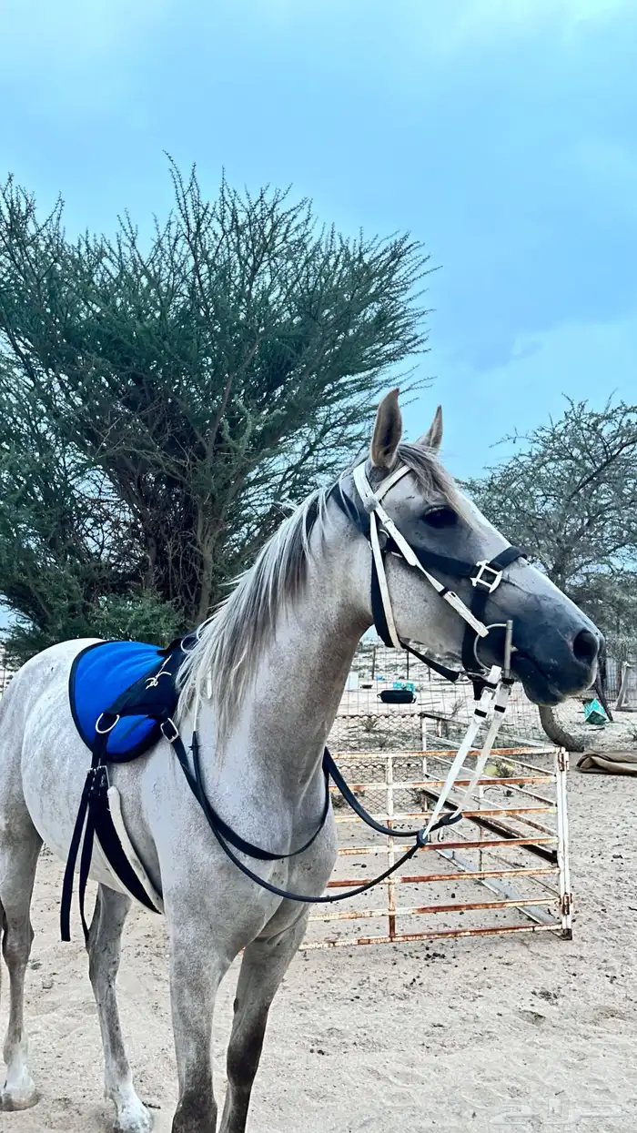 خيل 1