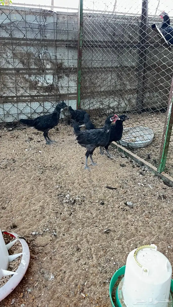 دجاج اسود صك اندنوسي للبيع 6