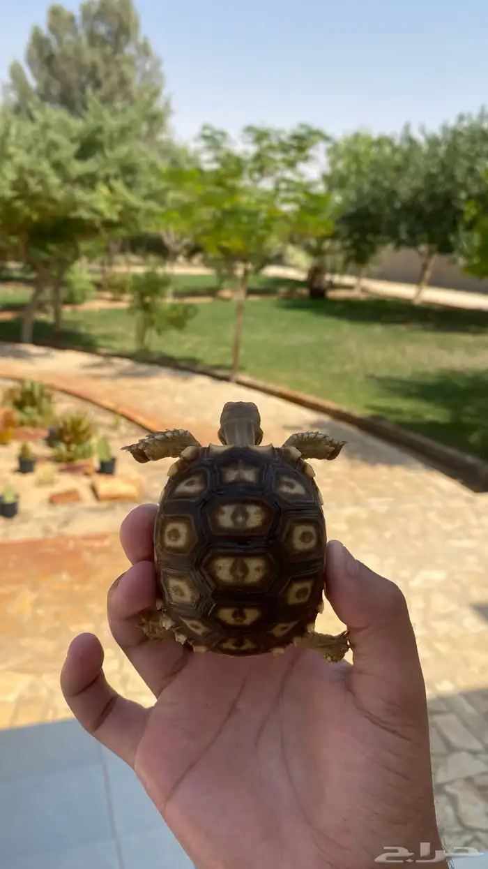 سلحفاة سولكاتا 4