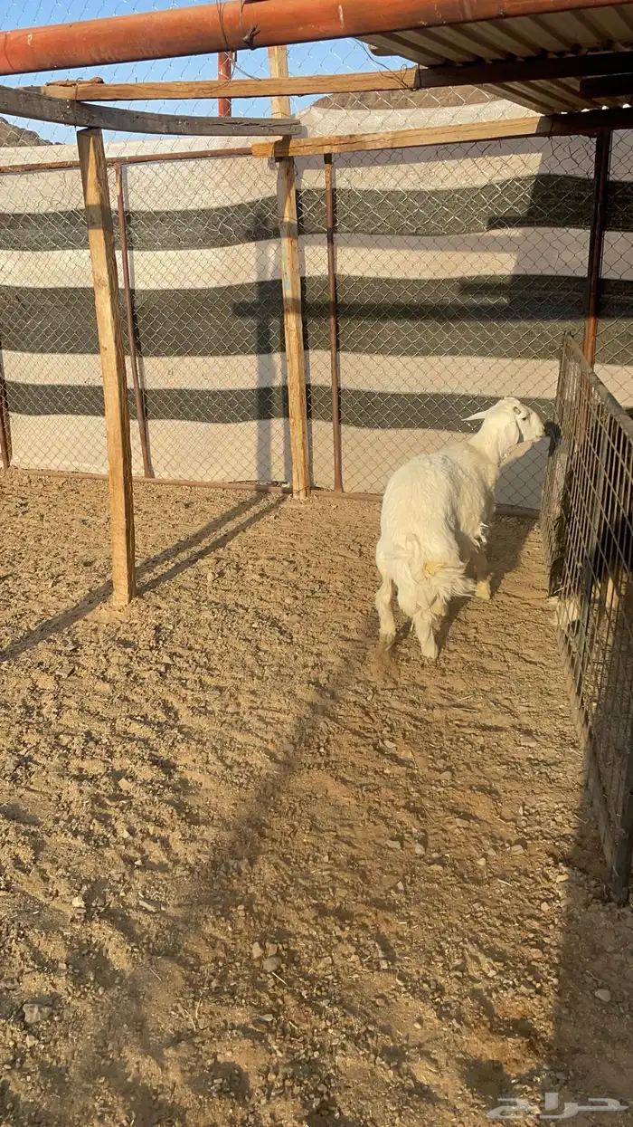 خاروف حبصي(تم البيع ) 2