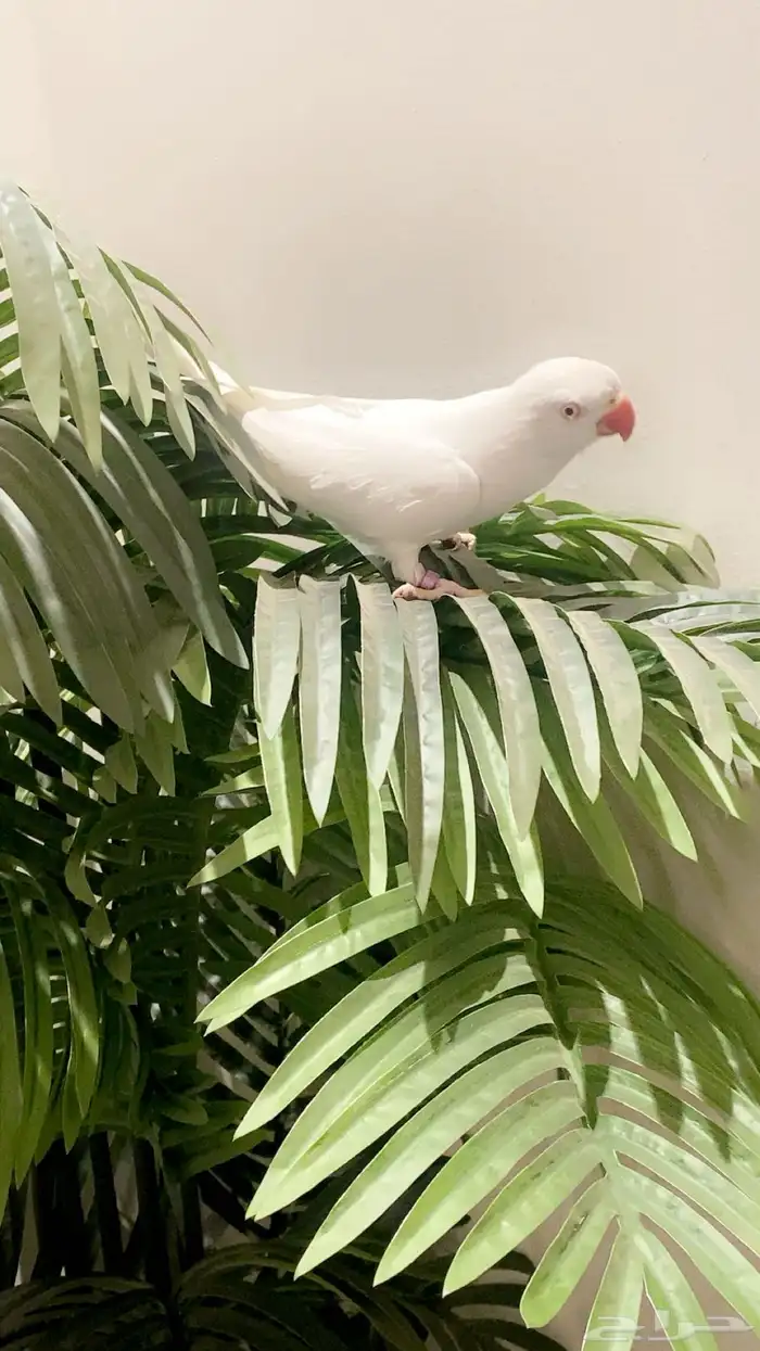 دره ابيض 0