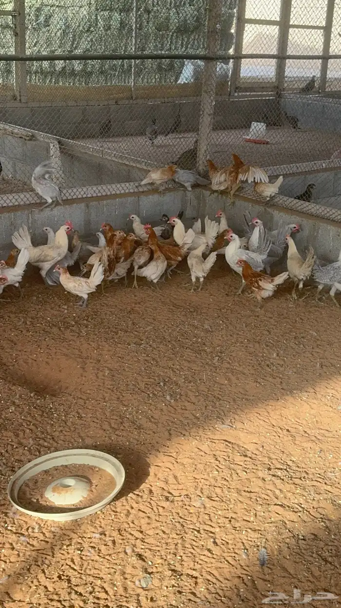 بط نحم طيار رومي حبشي 3