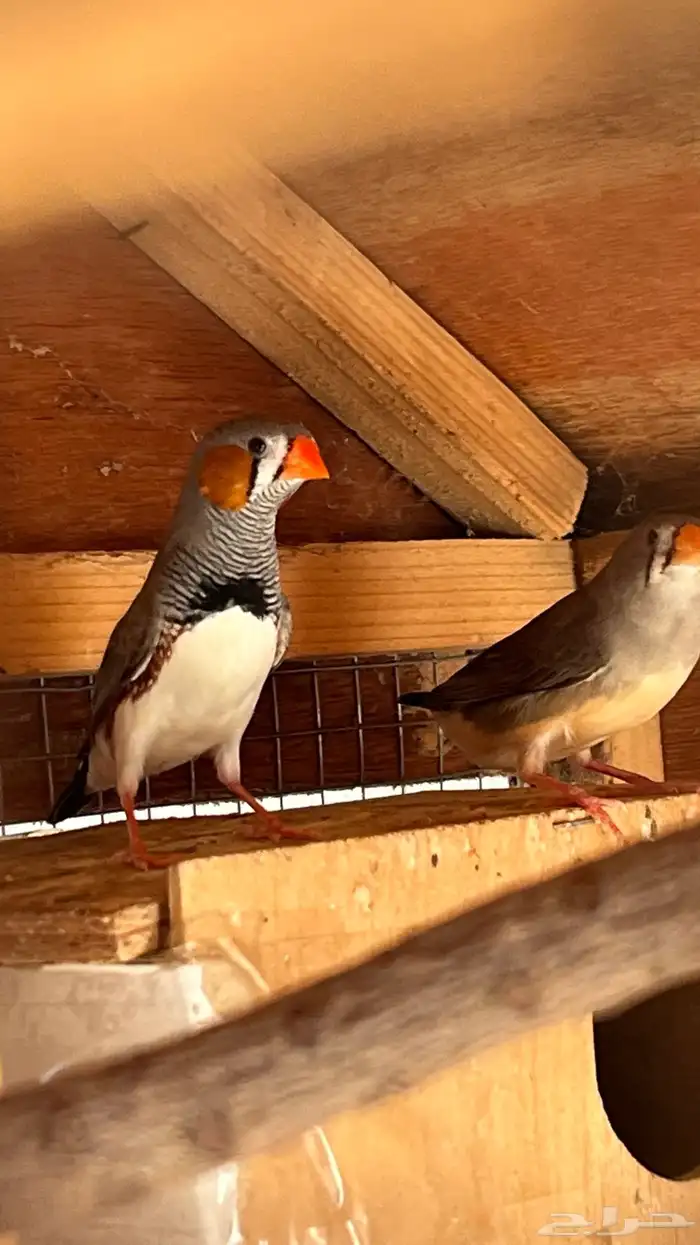 زوج زيبرا منتج تم البيع 0