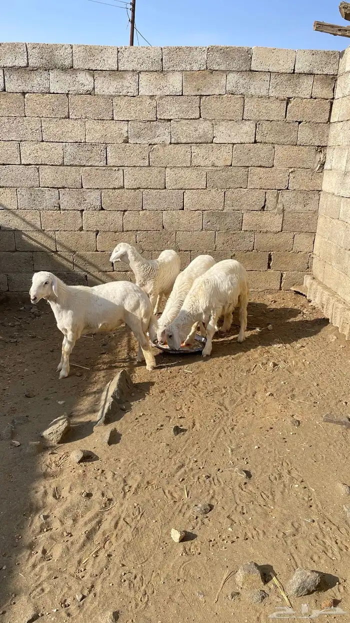 بهم خرفان 1
