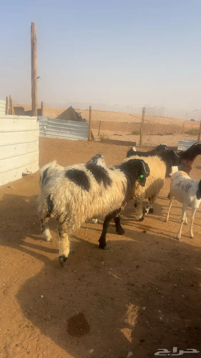 خرفان نعيمي جبر وناهي 2