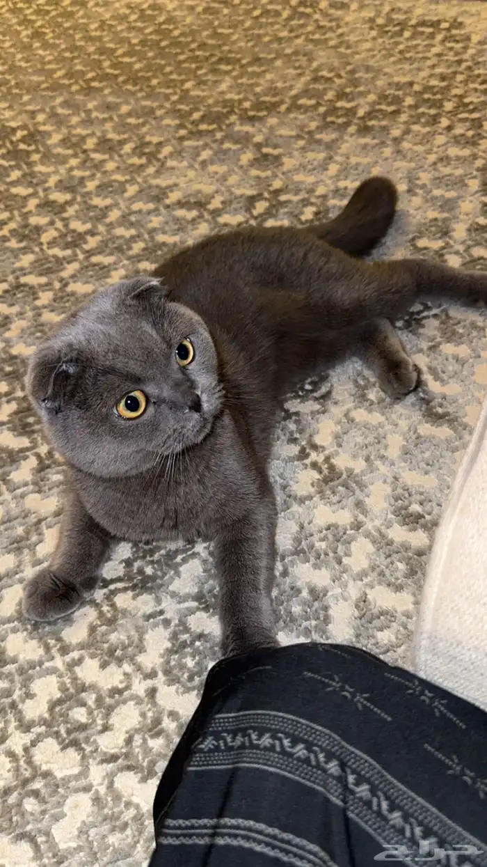 بسه من نوع سكوتش فولد 2