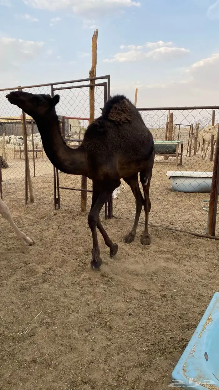 قعود كفو 3