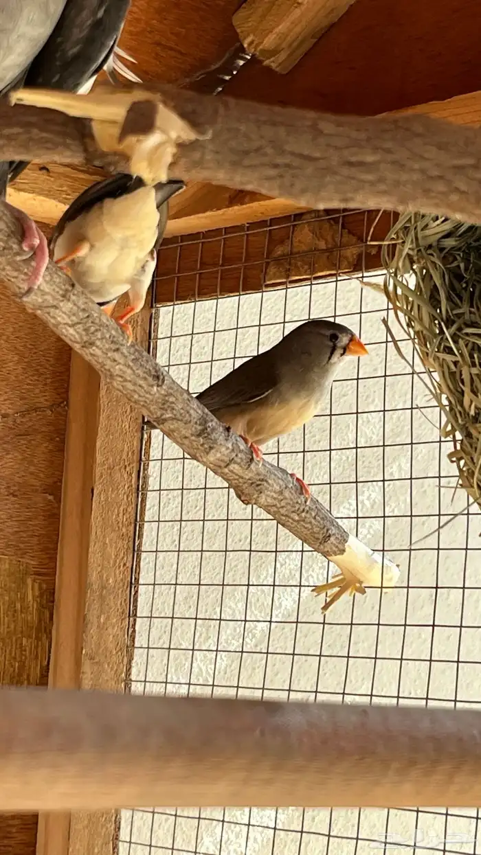 زوج زيبرا منتج تم البيع 2