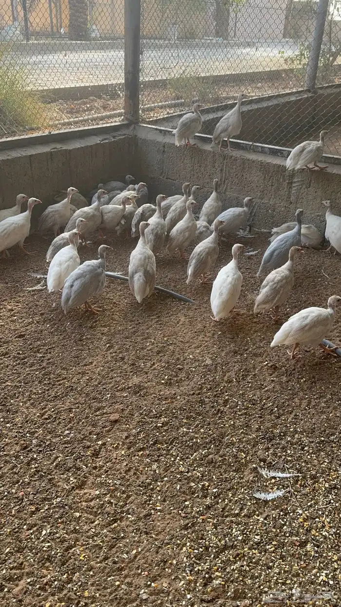 بط نحم طيار رومي حبشي 4
