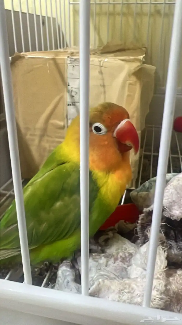 parrots for sale 2