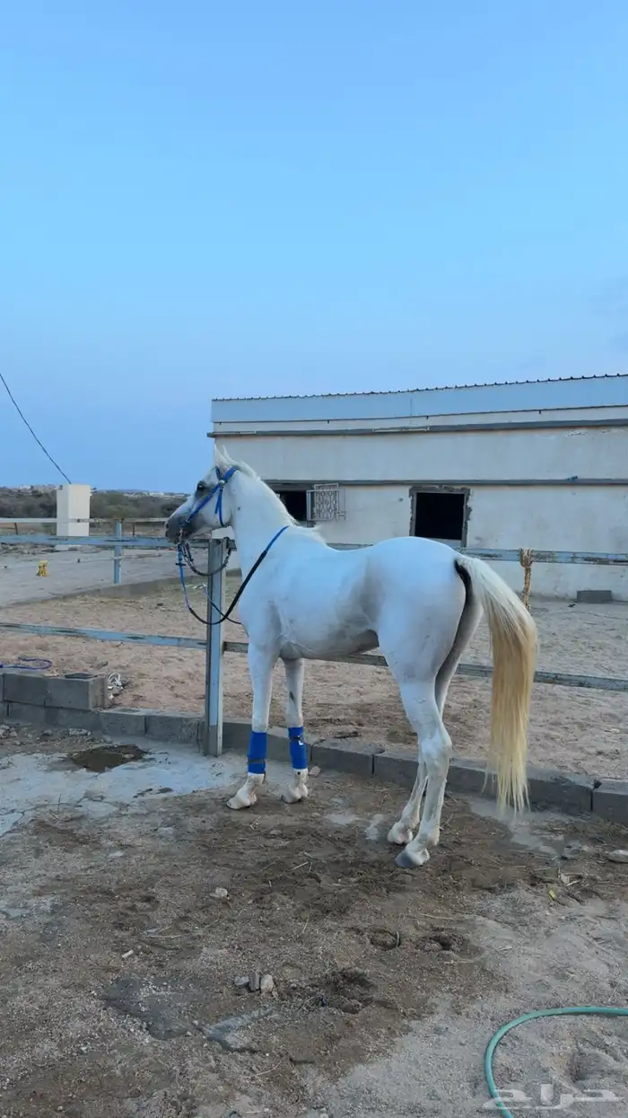خيل شعبي كفو سليم على الشرط 5