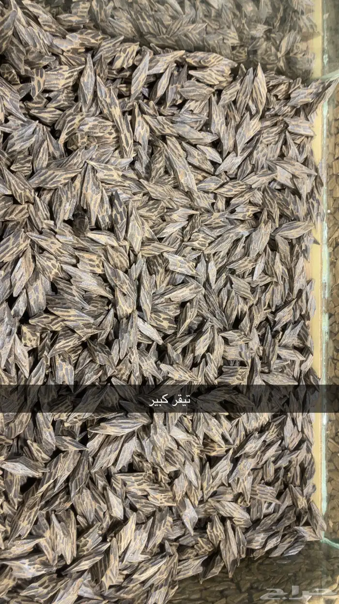 عود جملة الجمله 1