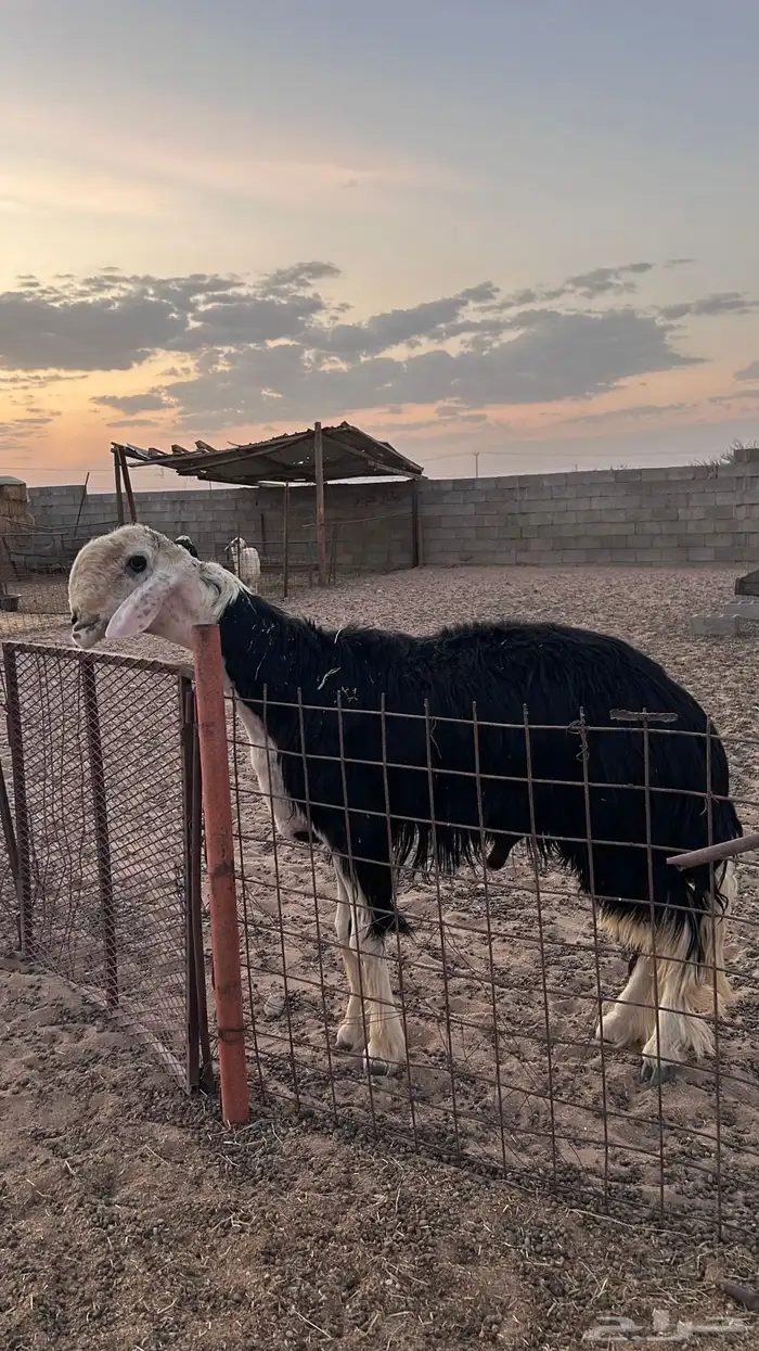 طلي نجدي فاخرر فحل 0