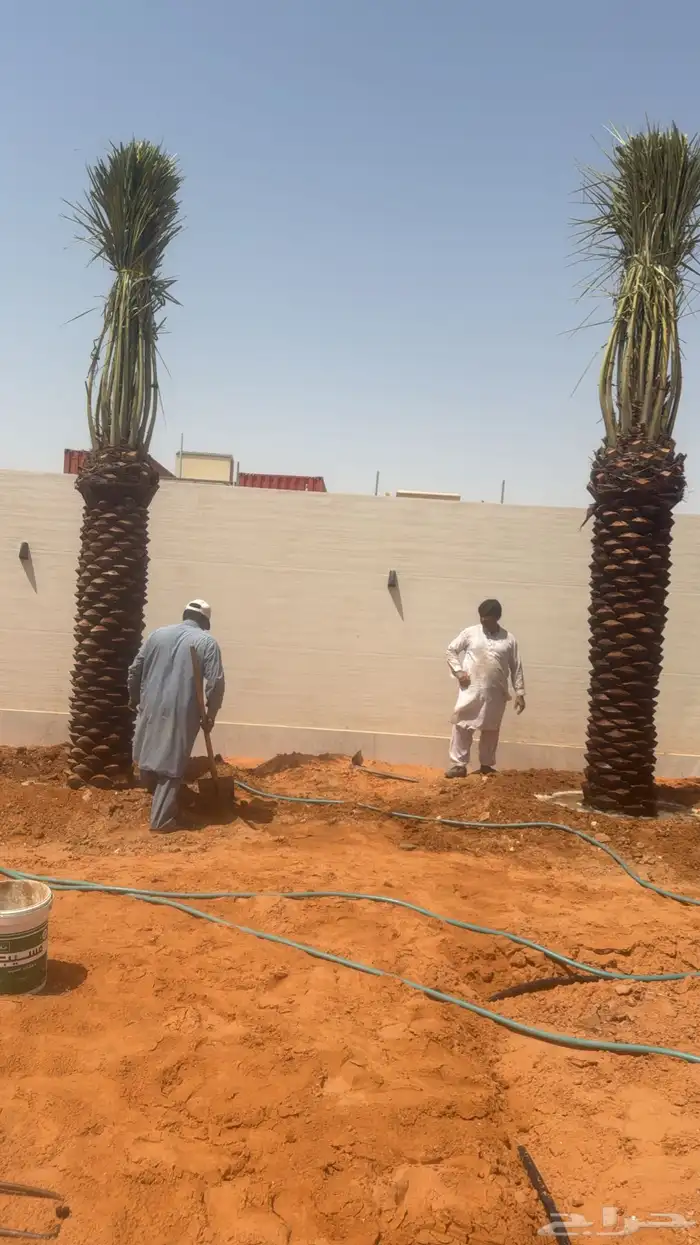 نخيل عربي و واشنطونيا 1