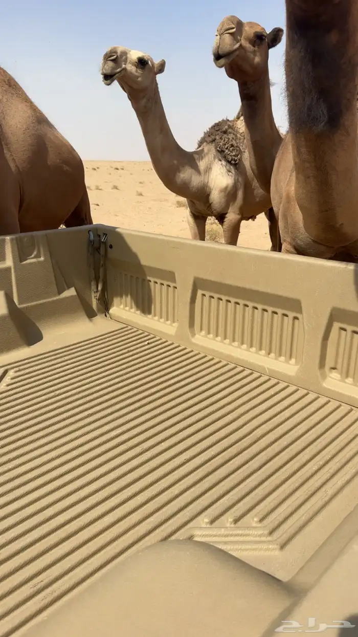 قعود اشقح على ابعير ذيب ابو عجاريد الحمر 0