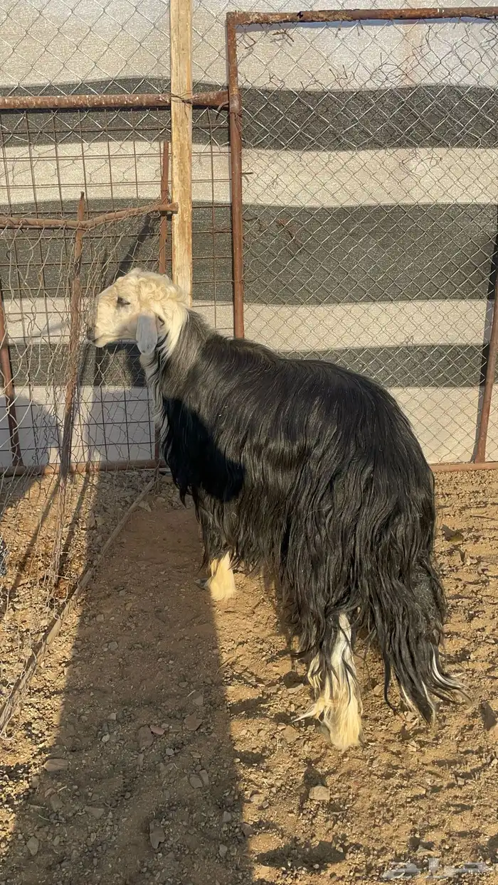 فحل نجدي مشروط(تم البيع) 6