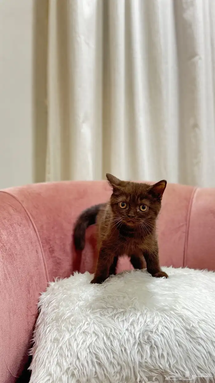 كيتن سكوتش سينامون ستريت للبيع شامل الاغراض السعر مميز 0