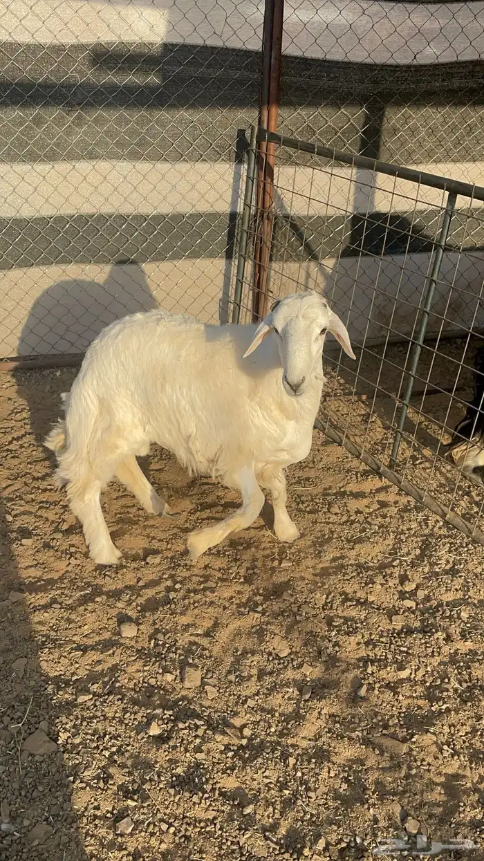 خاروف حبصي(تم البيع ) 4