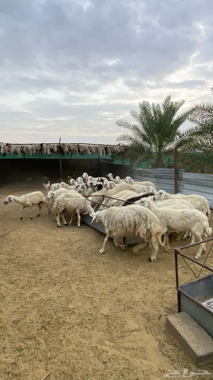ضان صفر دفيع ومتابيع 0