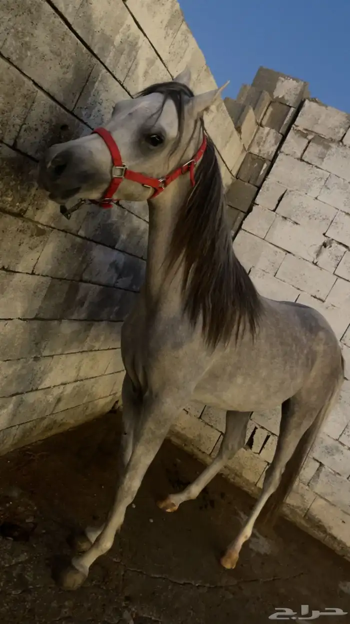 مهر واهو لم يتم التسجيل 3