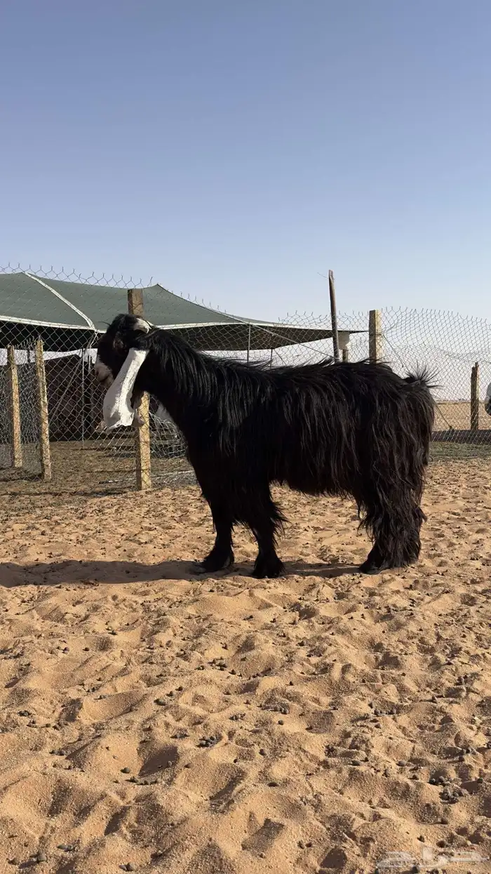 تيس فحل عارضي للبيع 0