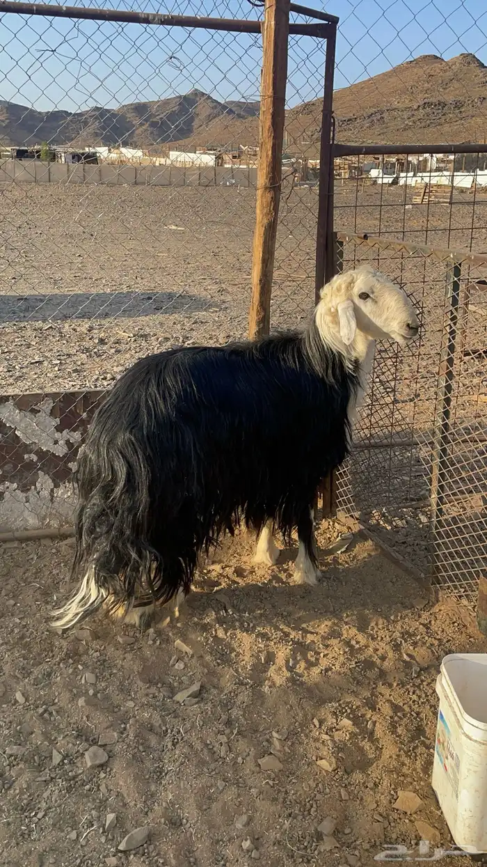 فحل نجدي مشروط(تم البيع) 0