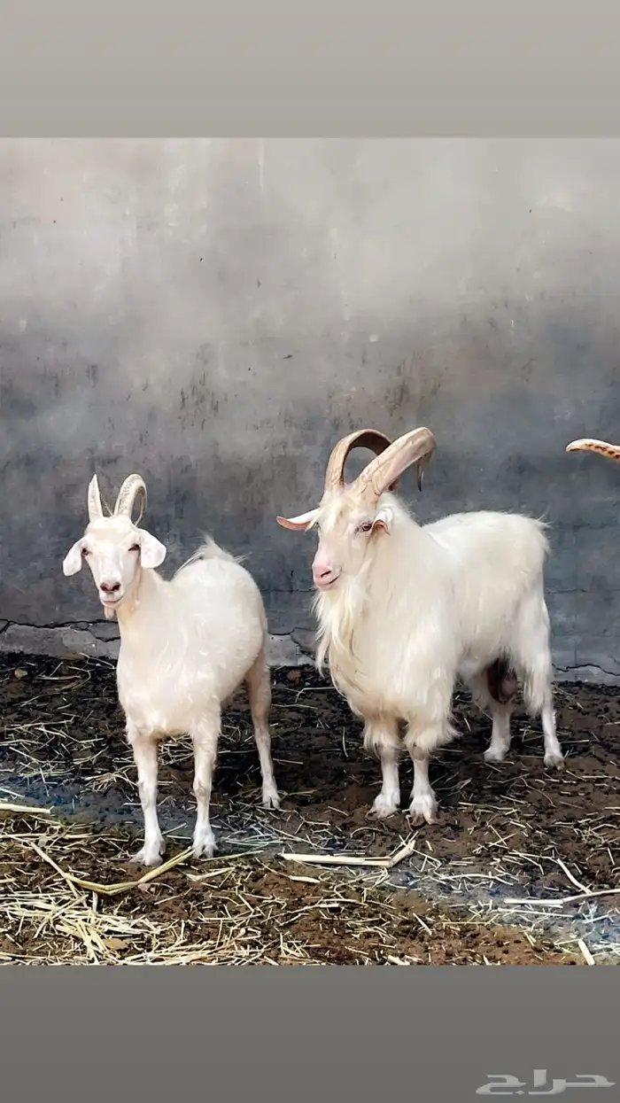 ماعز 1