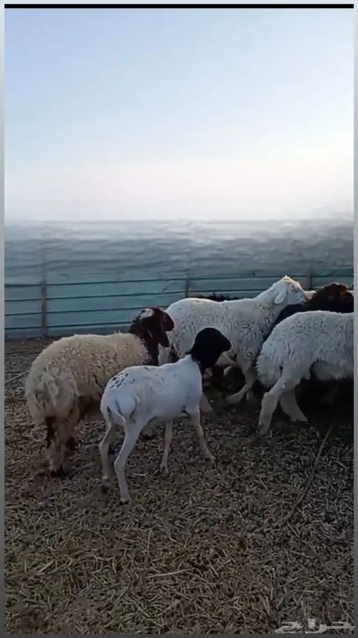 ذبائح للبيع سميراء 2