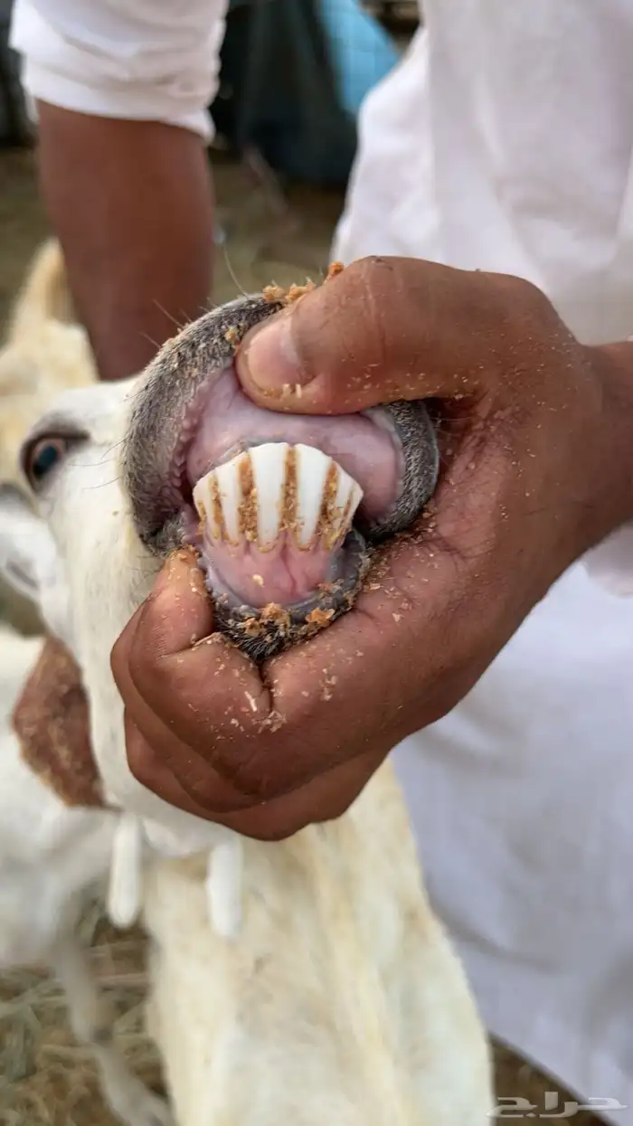 جفره جذعه ومعزا 2