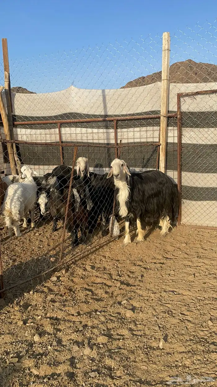 فحل نجدي مشروط(تم البيع) 4