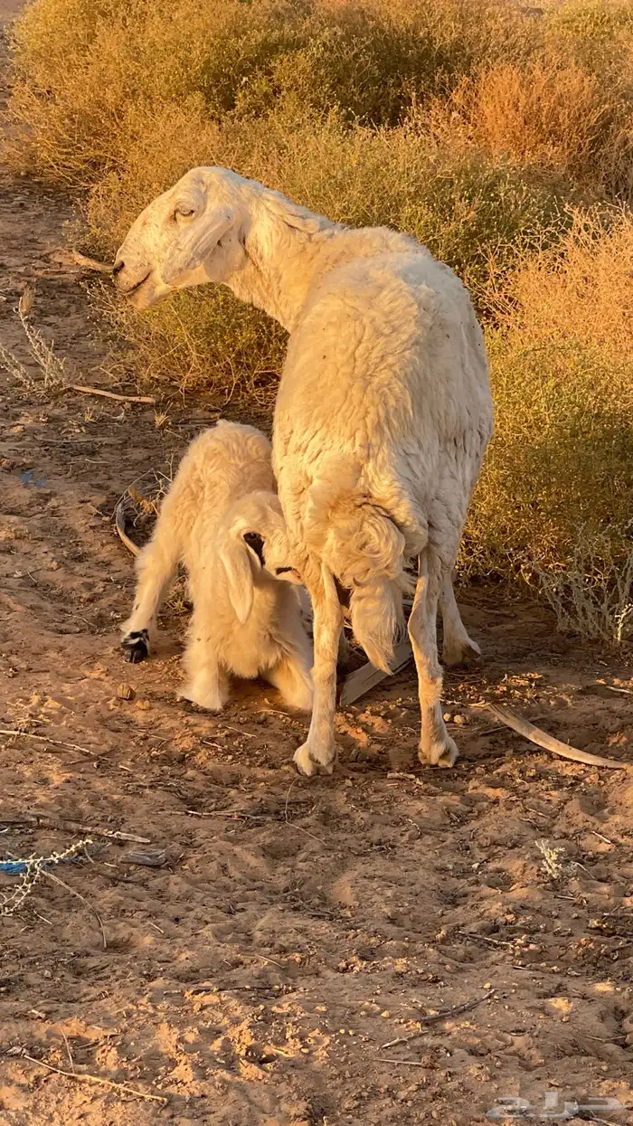 حريات مطافيل 3