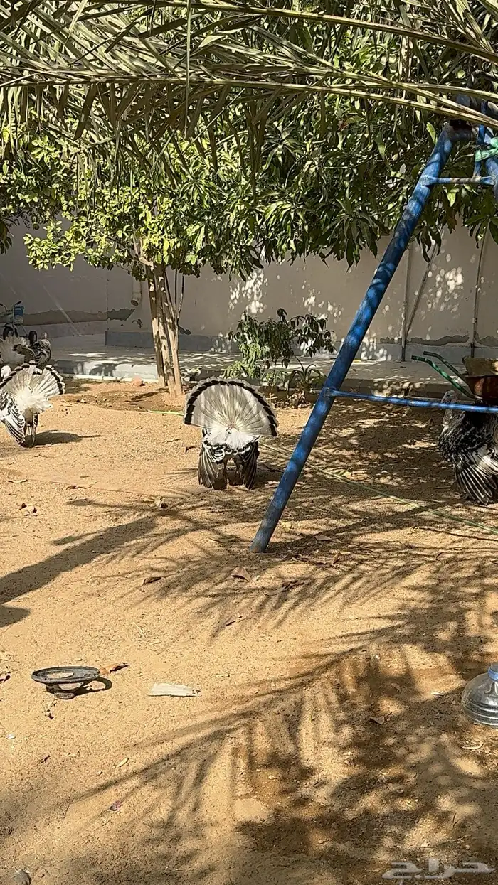 ديوك رومي فراشة 1