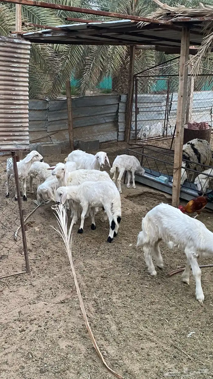 ضان صفر دفيع ومتابيع 6