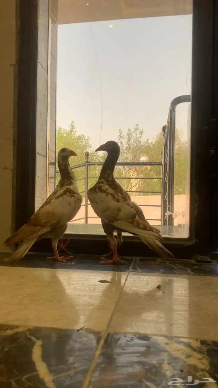 طبات لورنس شاميه 6