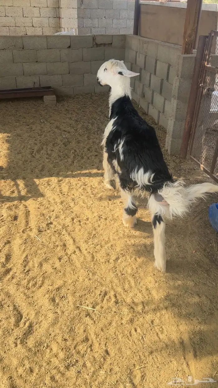 ذبايح 2