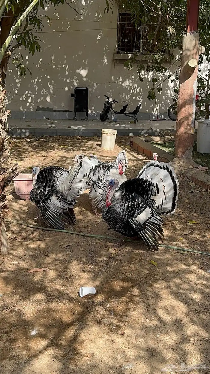 ديوك رومي فراشة 0