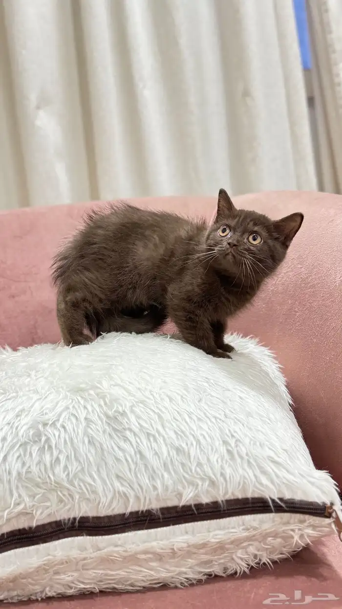 كيتن سكوتش سينامون ستريت للبيع شامل الاغراض السعر مميز 1