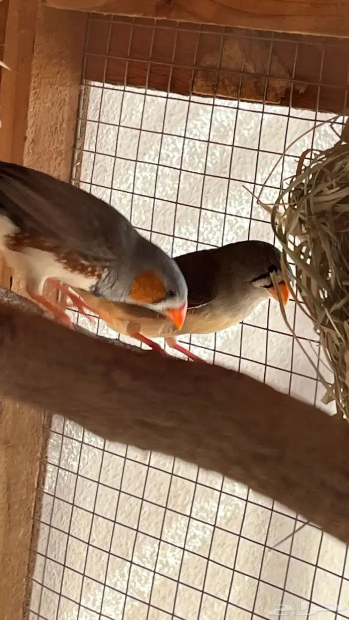 زوج زيبرا منتج تم البيع 3