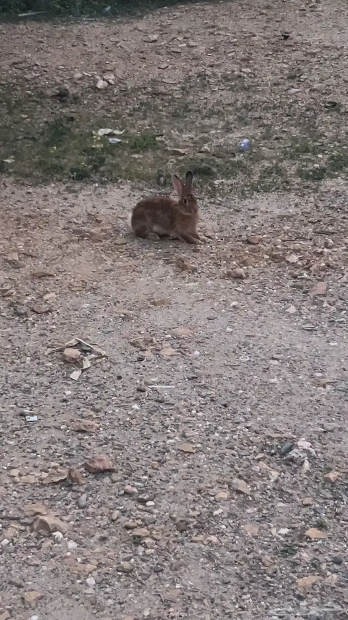 للبيع ارنب 0