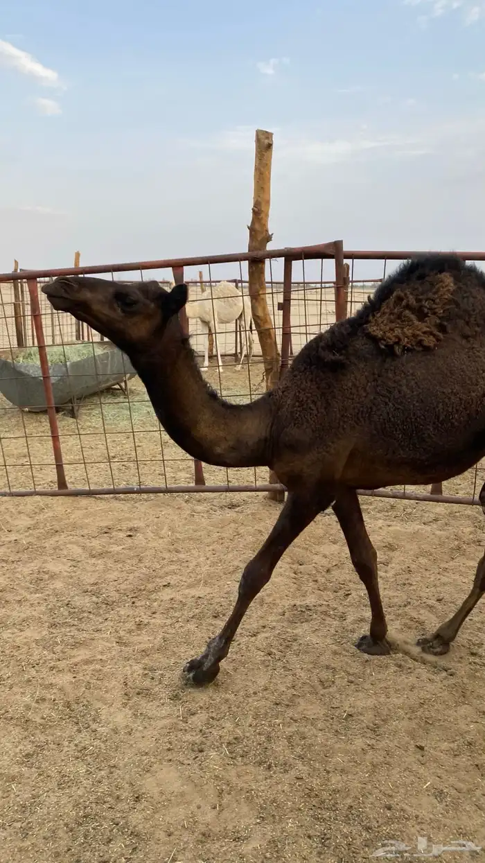 قعود كفو 1