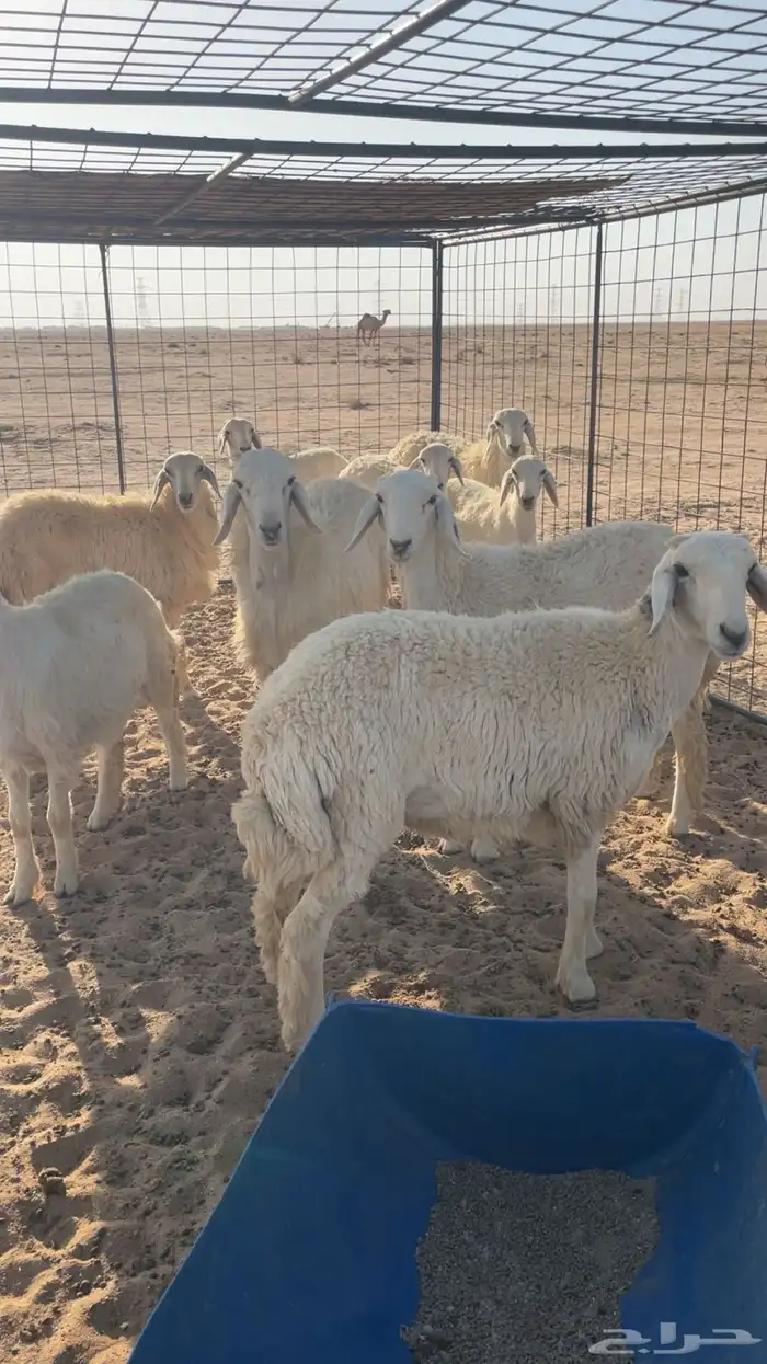 رخال للبيع 1