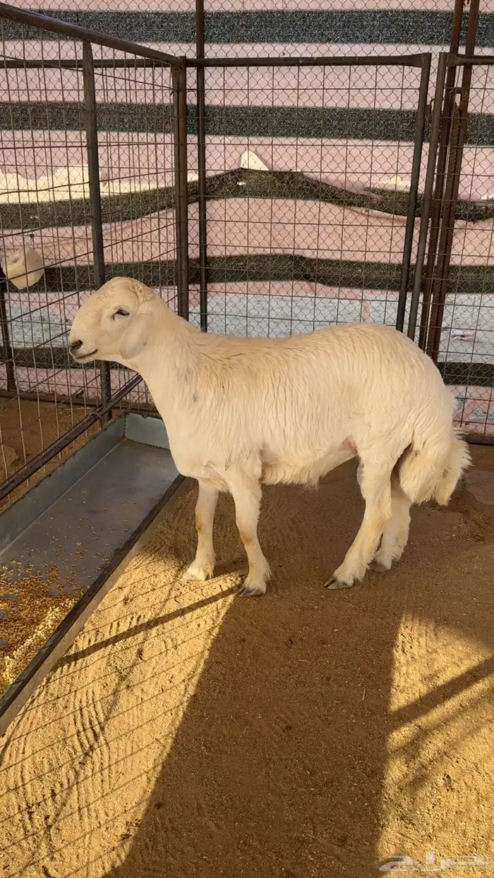 طلي حري مشروع فحل 1