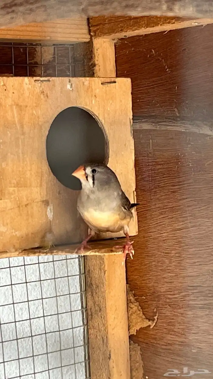 زوج زيبرا منتج تم البيع 4