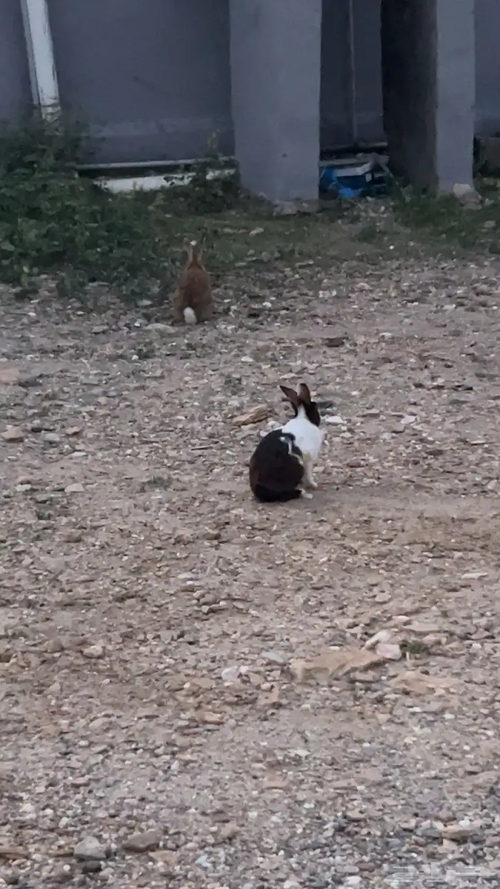 للبيع ارنب 1