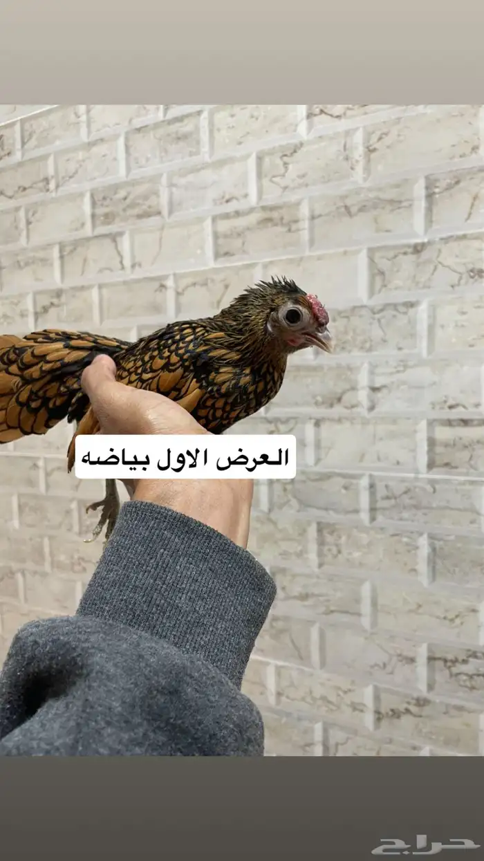 سبرايت امريكي 1