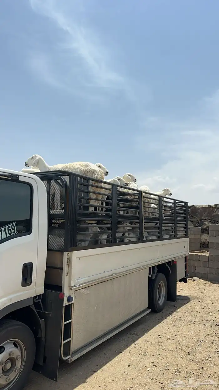 دينه نقل داخلي والى اي اتجاه جامبو 2