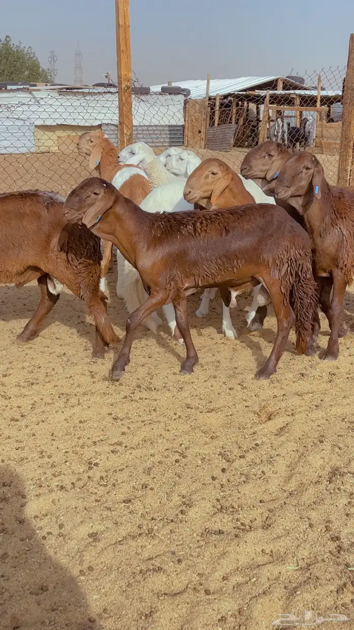 طليان سواكن فل شحم مرابي 4 شهور لحمه بيضه شرط ضمان ذهبي 3