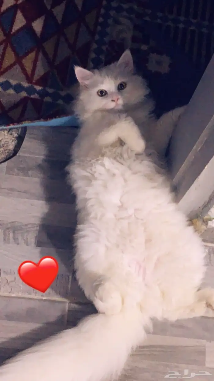 قطط لتبنى مجان ا 3