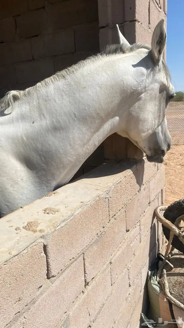 خيل 1