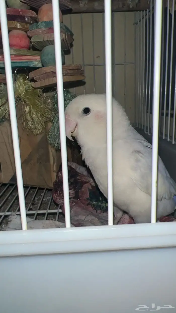 parrots for sale 11